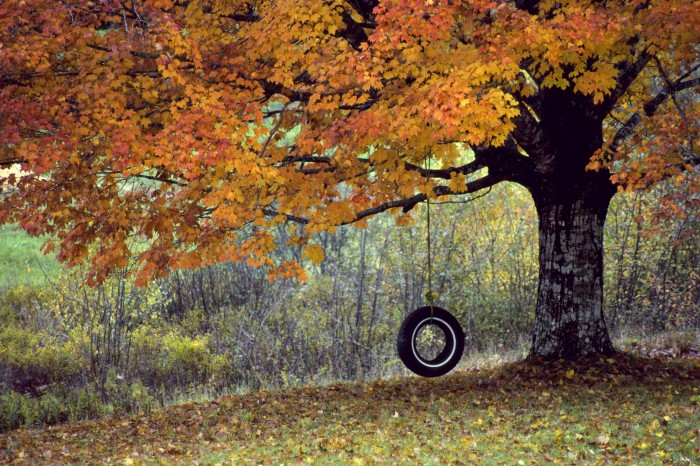 autumn tire swing.jpg (830 KB)